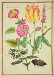 Études de fleurs